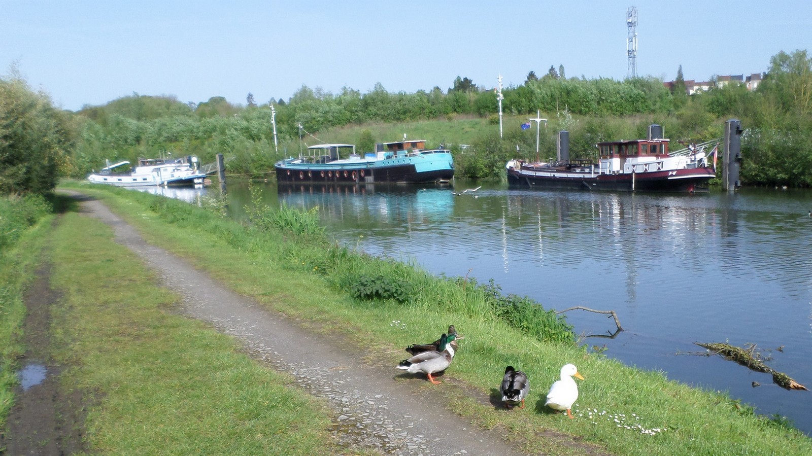 Canards sur la Sambre.