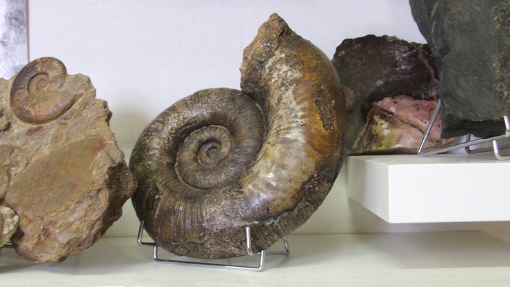 Avesnois: Musée des Minéraux et des Fossiles à Landrecies.