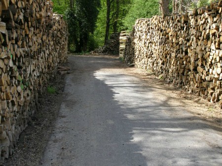 Forêt de Mormal à Locquignol