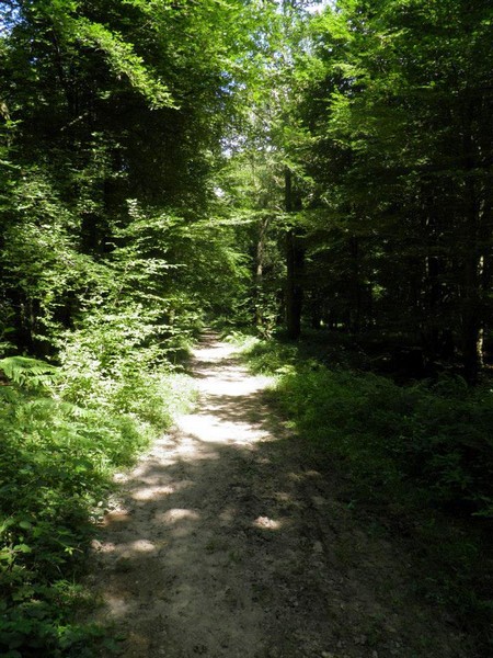 La forêt de Mormal à Locquignol