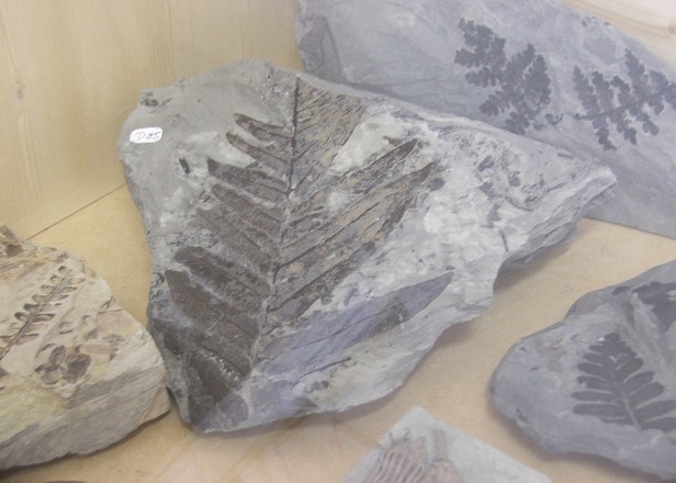 Musée des Minéraux et des Fossiles à Landrecies