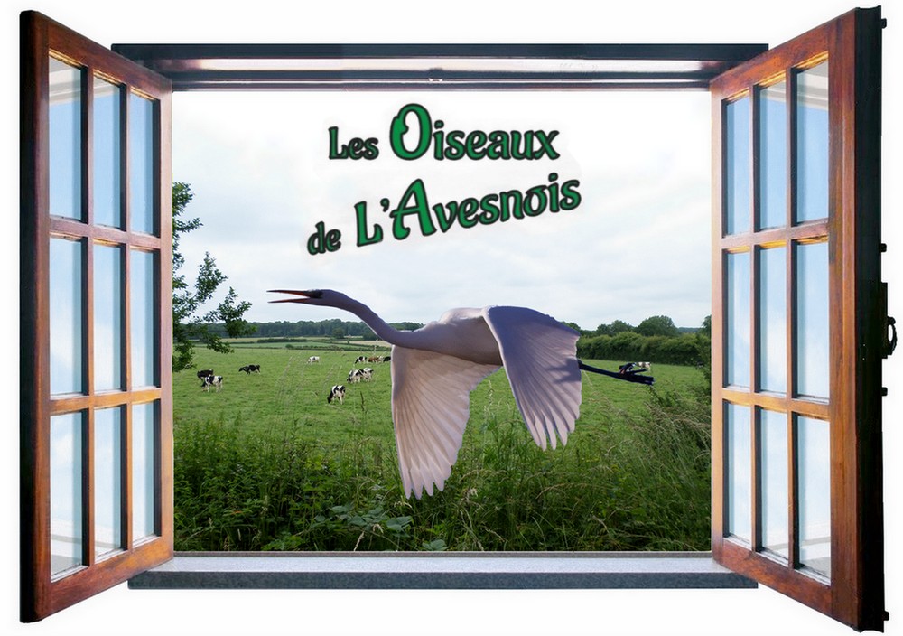 Les oiseaux de l'Avesnois.