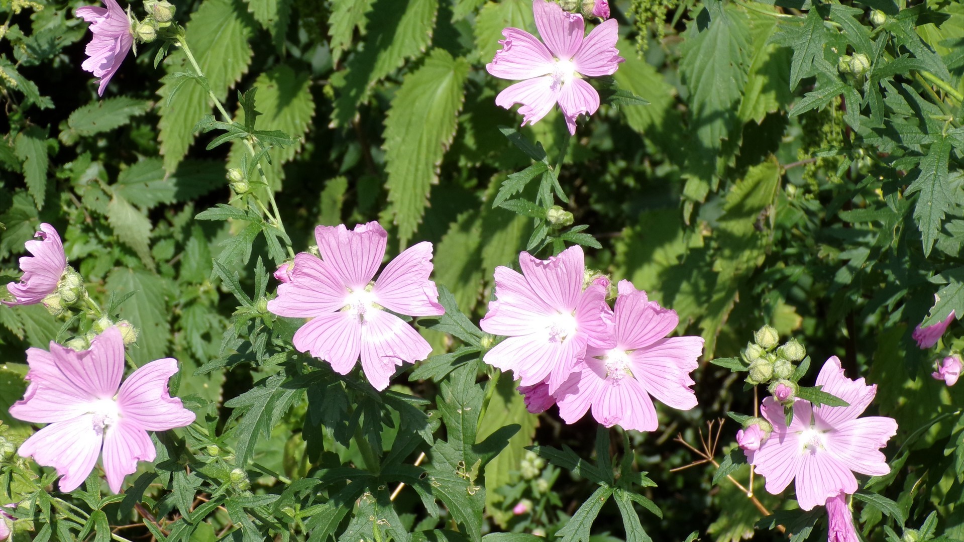 Rivière Sambre, la Mauve Alcée