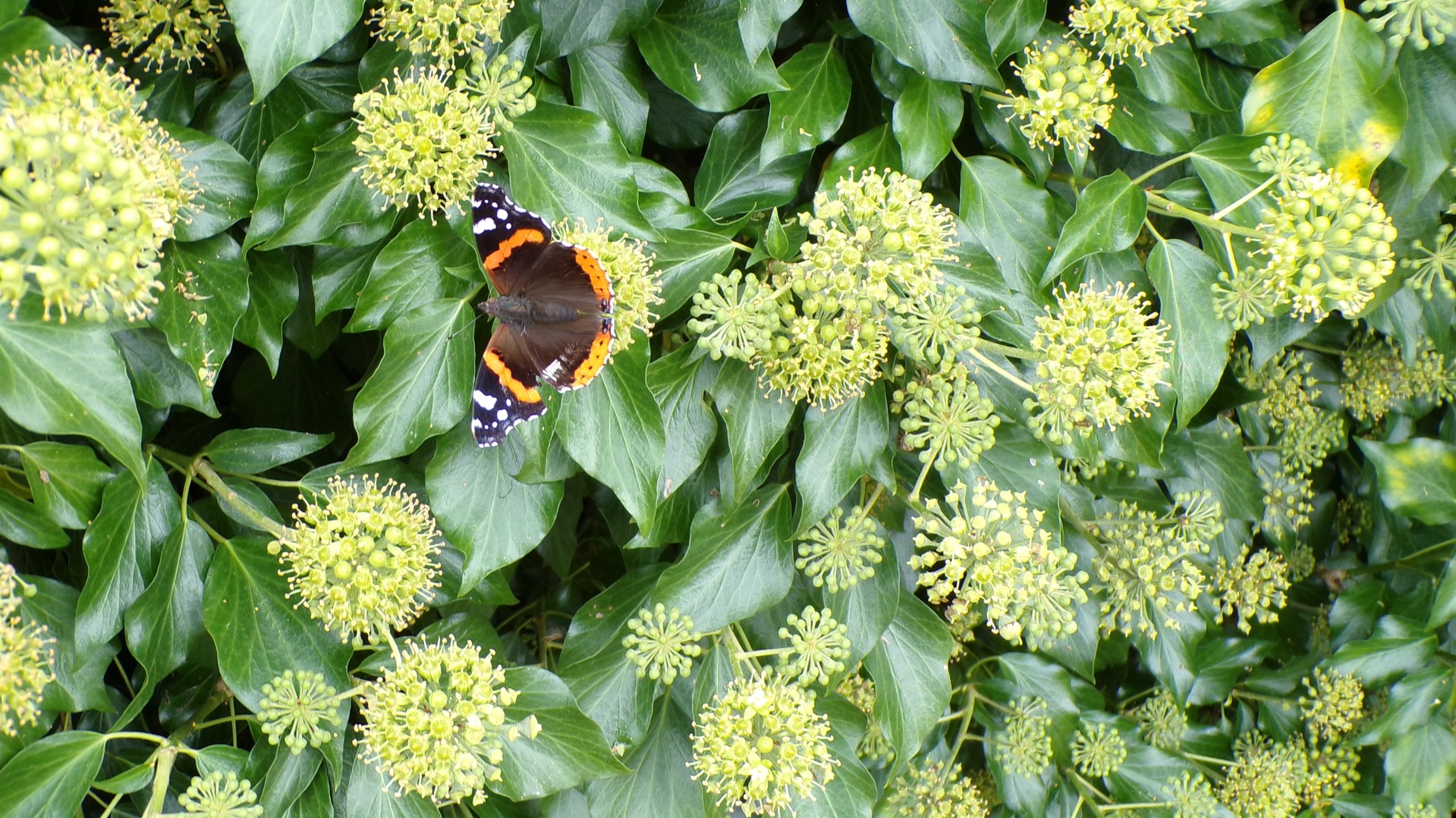 Rivière Sambre, Lierre grimpant et papillon Vulcain.