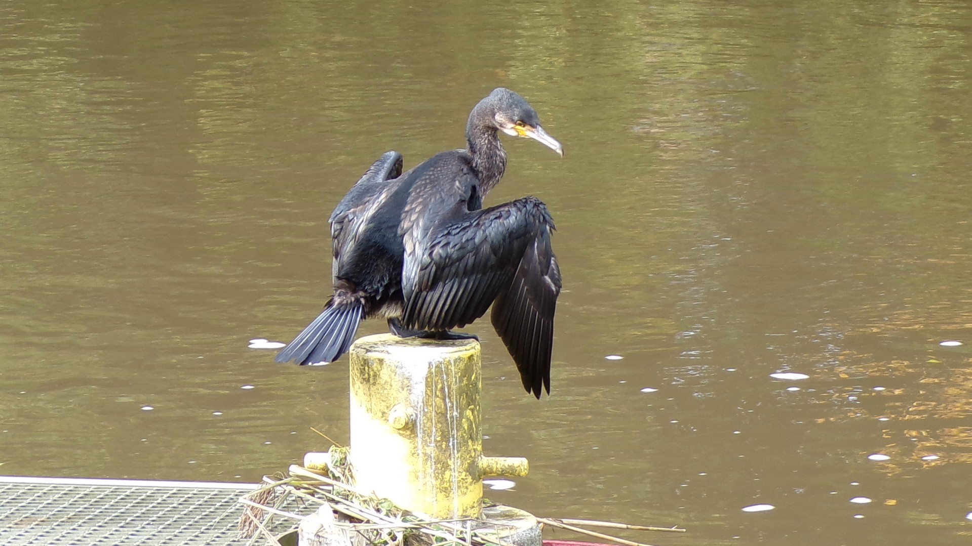 Cormoran sur la Sambre