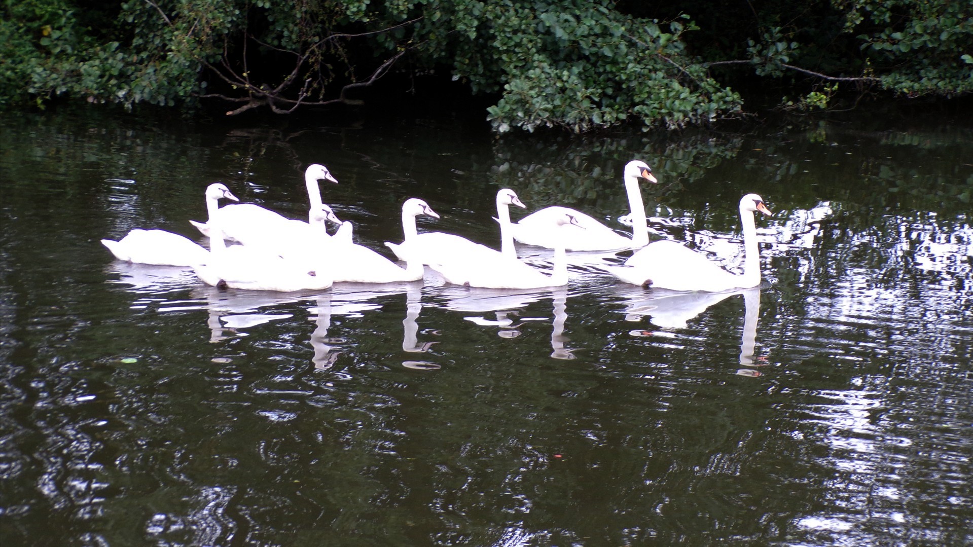 Rivière Sambre, cygnes blancs.