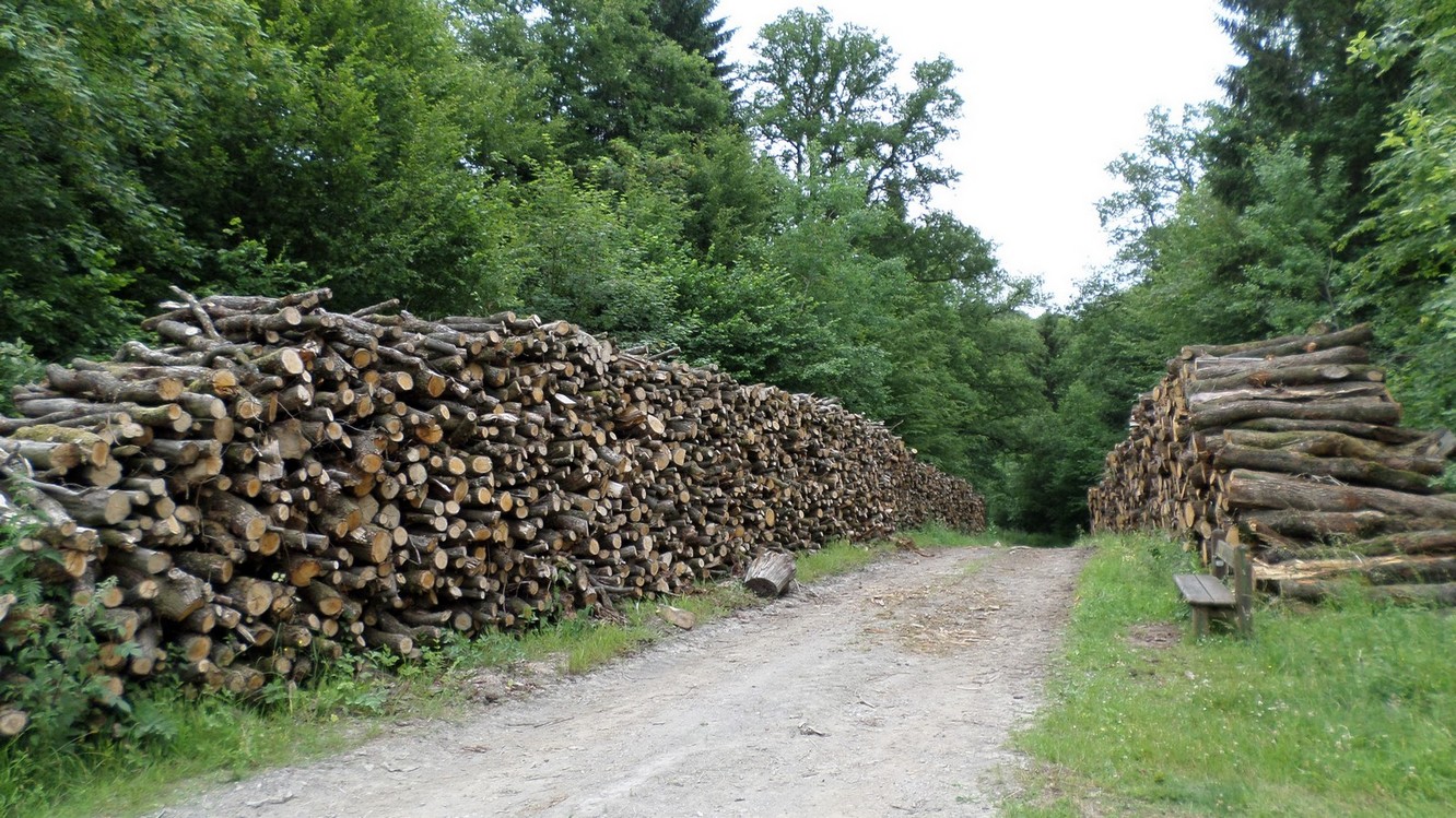 Voie Verte de l'Avesnois : Forêt Domaniale de l'Abbé.