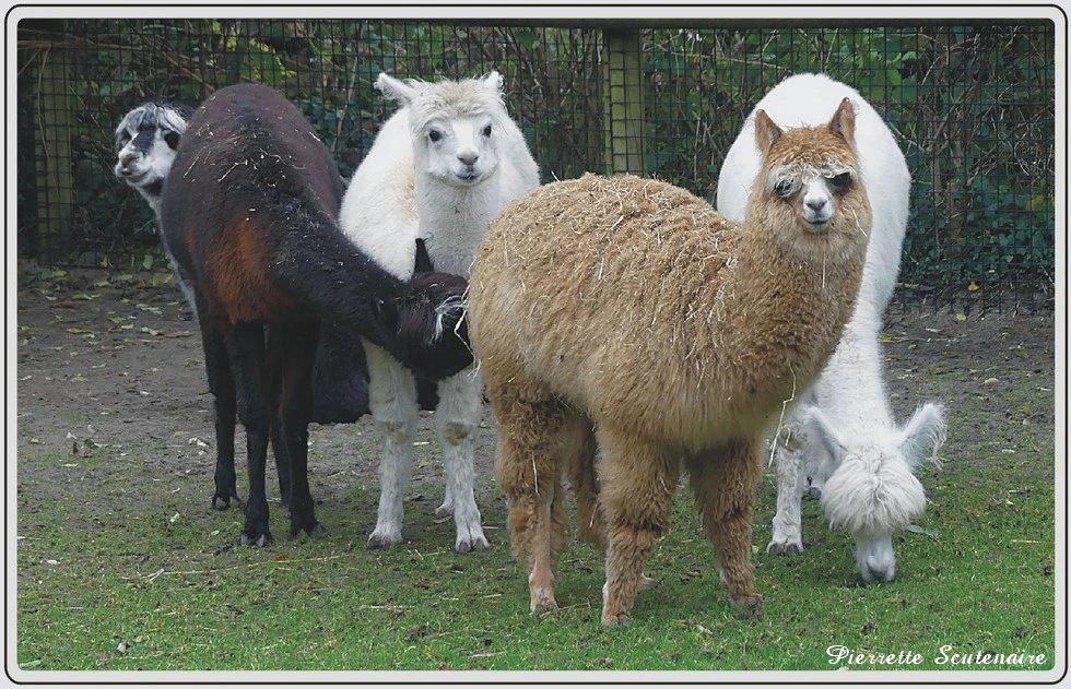 Les animaux du zoo de Maubeuge, Alpagas.