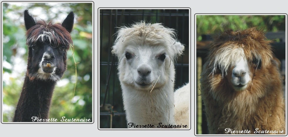 Les animaux du zoo de Maubeuge, Alpagas.