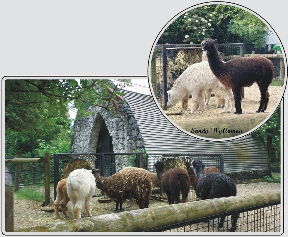Les animaux du zoo de Maubeuge, Alpaga, animal doux au pelage laineux