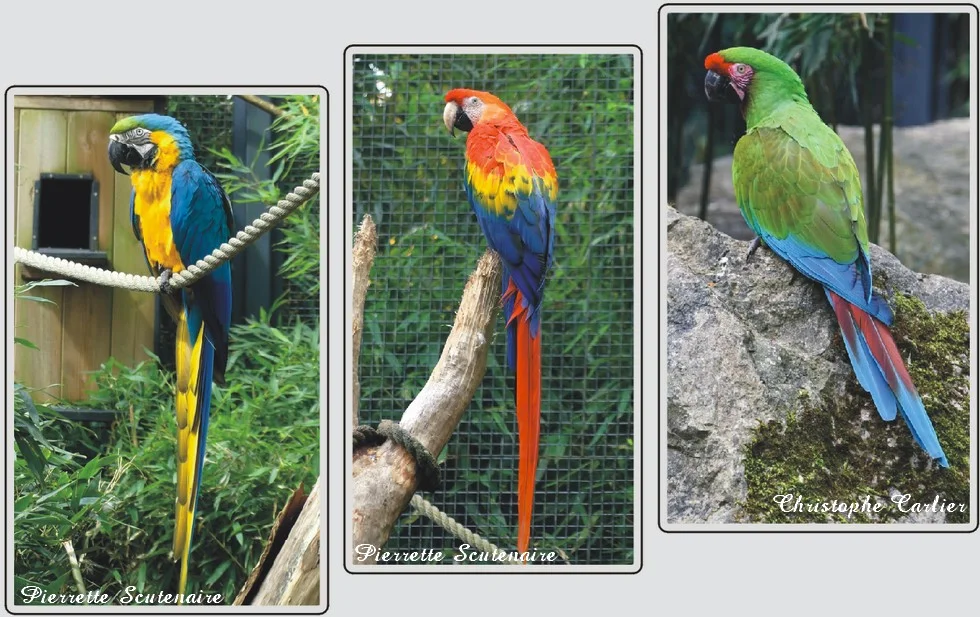 Les animaux du zoo de Maubeuge, Ara coloré, oiseau tropical aux plumes de couleurs vives