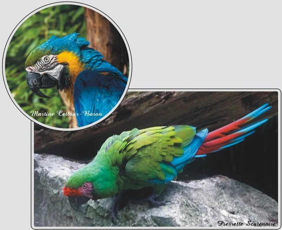 Les animaux du zoo de Maubeuge, Aras et perroquets.