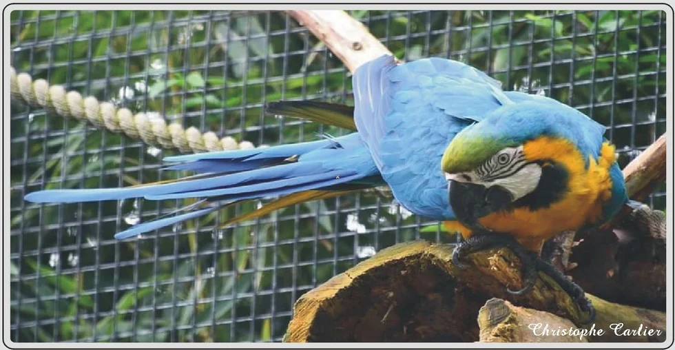 Les animaux du zoo de Maubeuge, Aras et perroquets.