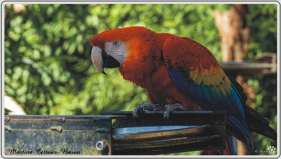 Les animaux du zoo de Maubeuge, Aras et perroquets.