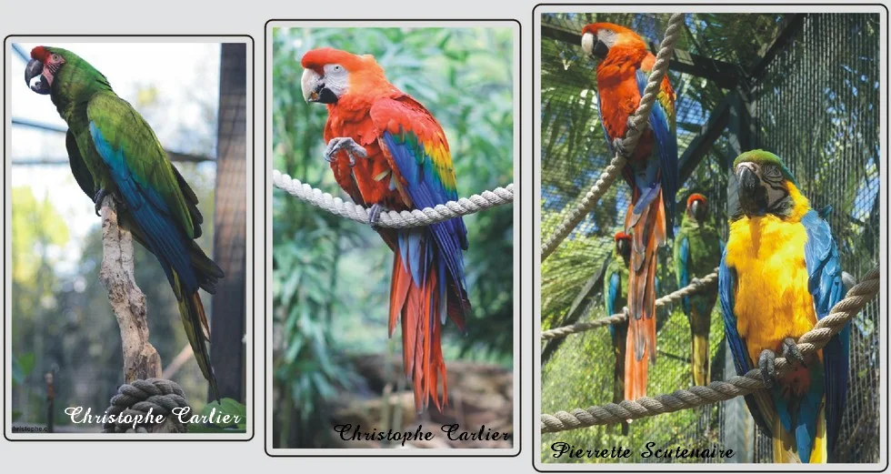 Les animaux du zoo de Maubeuge, Aras et perroquets.