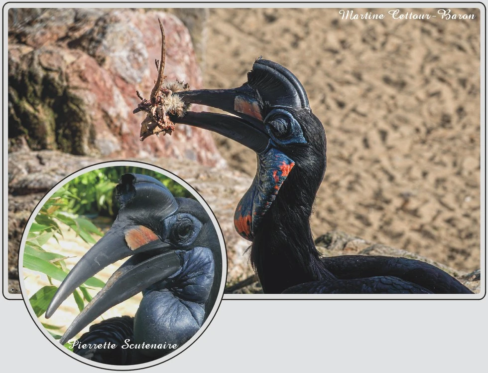 Les animaux du zoo de Maubeuge, Bucorve d'Abyssinie, grand oiseau au bec impressionnant
