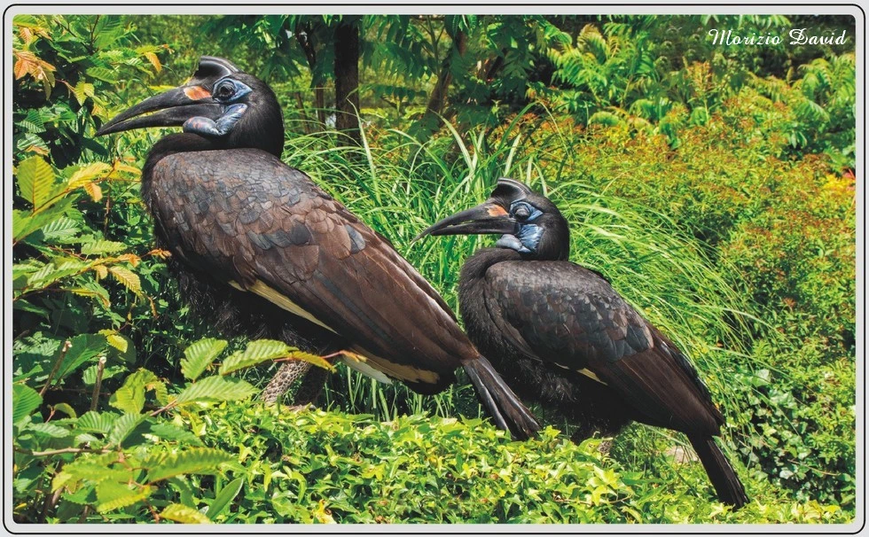 Les animaux du zoo de Maubeuge, Bucorve d'Abyssinie.