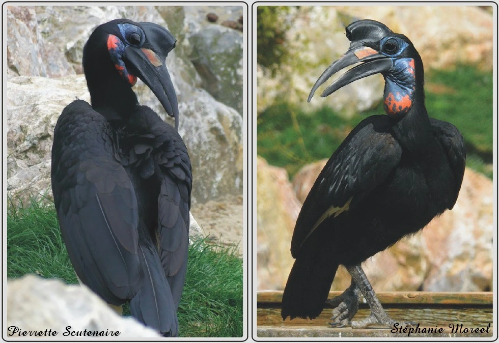 Les animaux du zoo de Maubeuge, Bucorve d'Abyssinie.