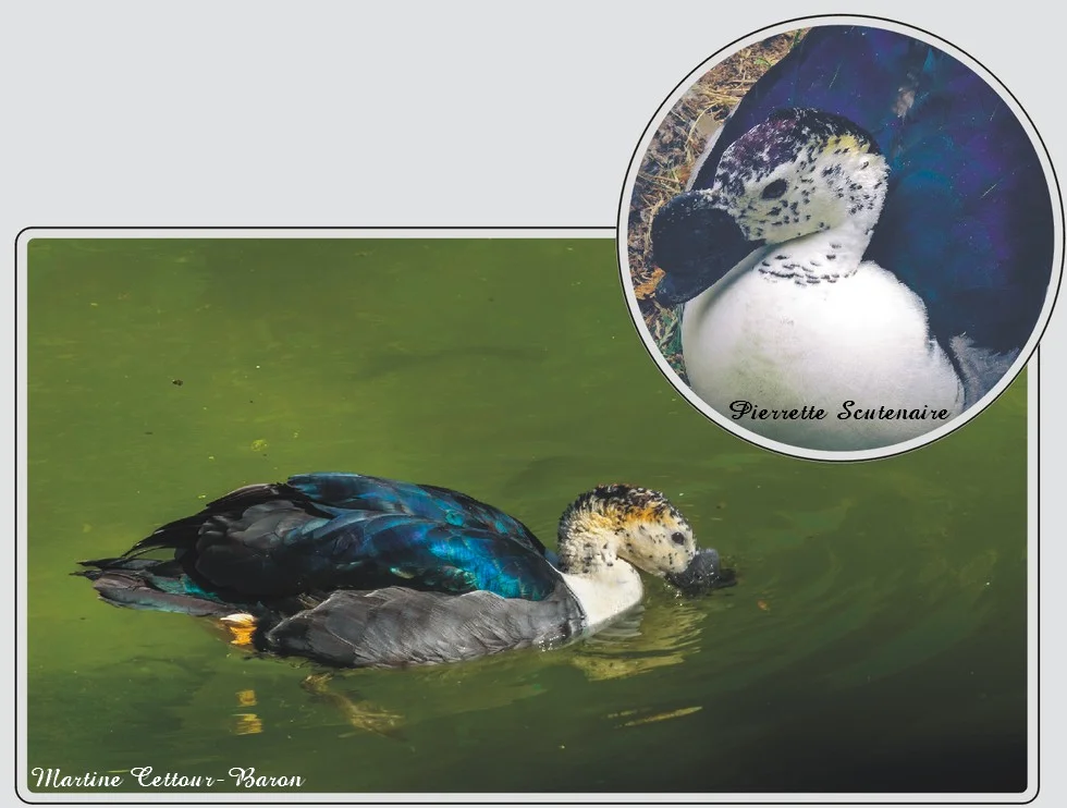 Les animaux du zoo de Maubeuge, Canard à bosse, oiseau aquatique au bec bosselé.