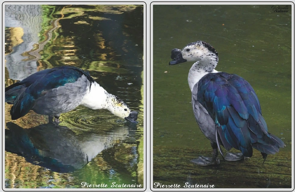 Les animaux du zoo de Maubeuge, Canard à bosse.
