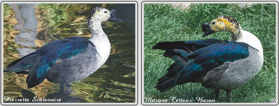 Les animaux du zoo de Maubeuge, Canard à bosse.