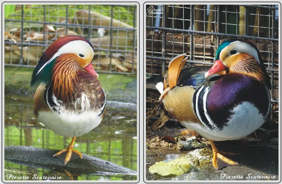 Les animaux du zoo de Maubeuge, Canard mandarin.