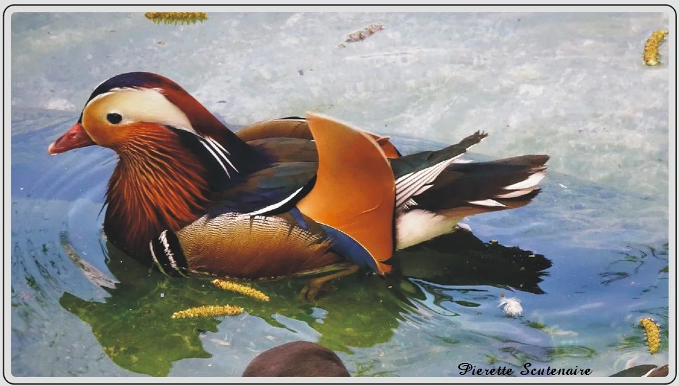 Les animaux du zoo de Maubeuge, Canard mandarin.