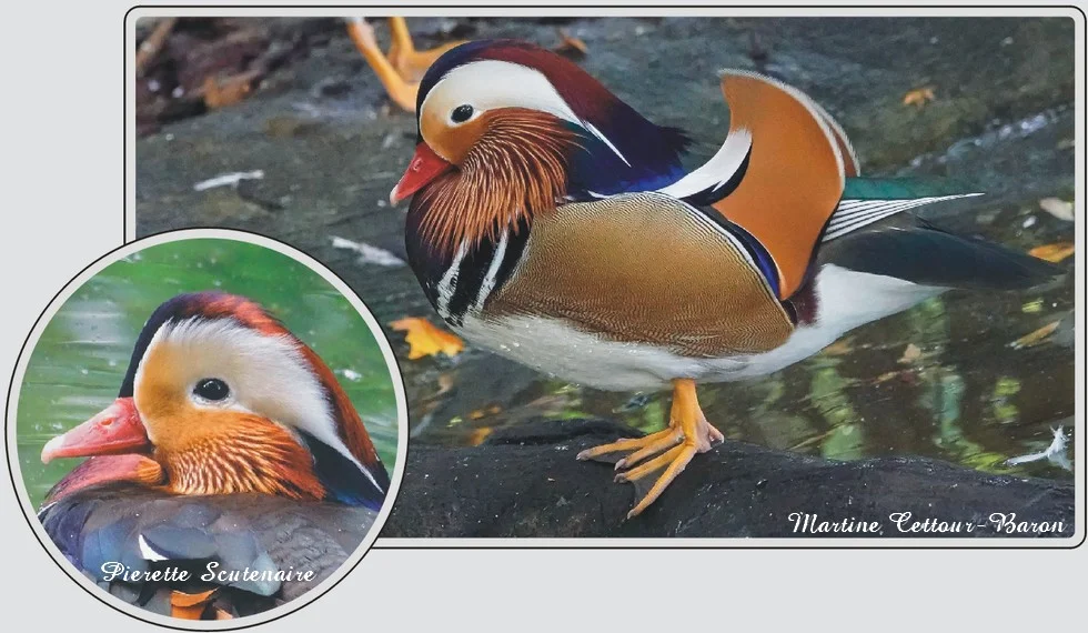 Les animaux du zoo de Maubeuge, Canard mandarin, oiseau aux couleurs vives.