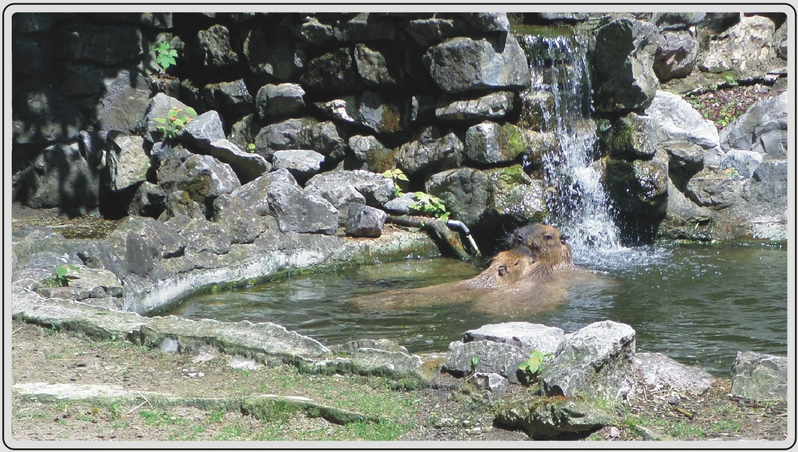 Les animaux du zoo de Maubeuge, le Capybara