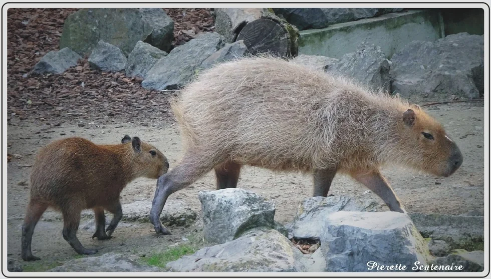 Les animaux du zoo de Maubeuge, le Capybara