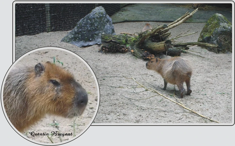Les animaux du zoo de Maubeuge, le Capybara, plus gros rongeur du monde
