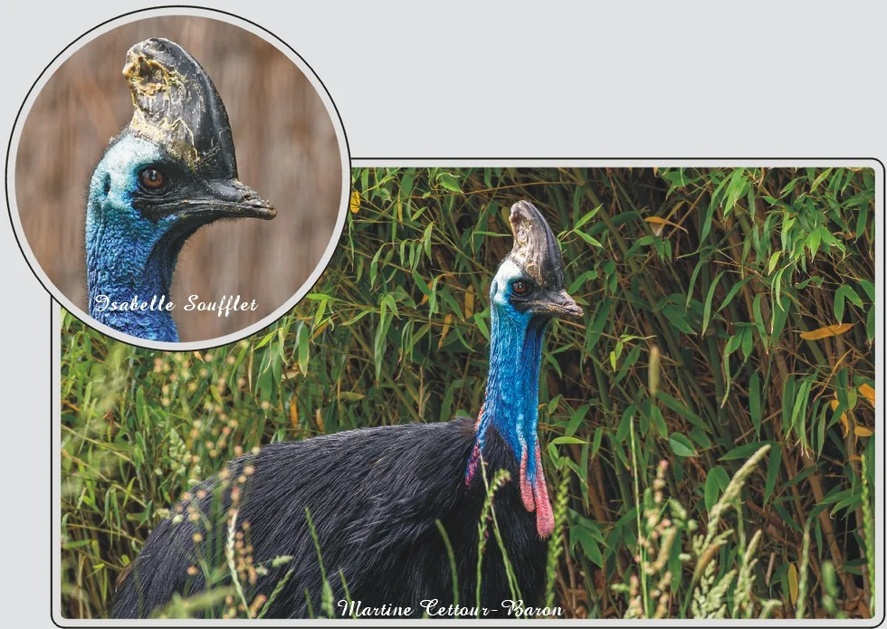 Les animaux du zoo de Maubeuge, Casoar à casque, oiseau imposant avec casque osseux.
