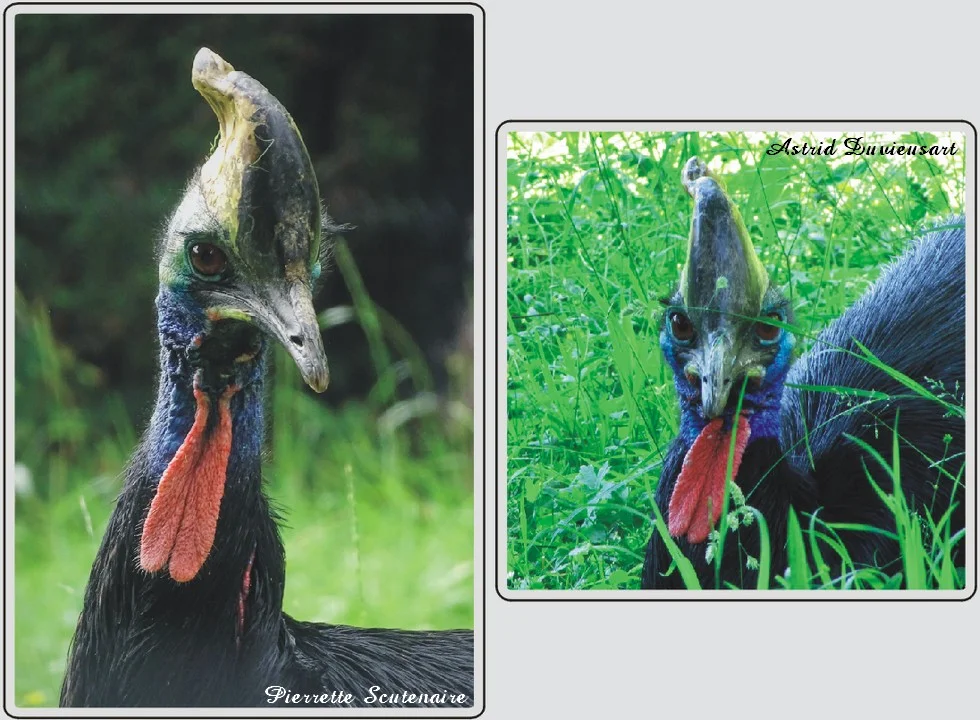 Les animaux du zoo de Maubeuge, Casoar à casque.