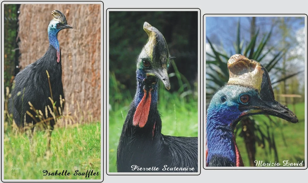 Les animaux du zoo de Maubeuge, Casoar à casque.