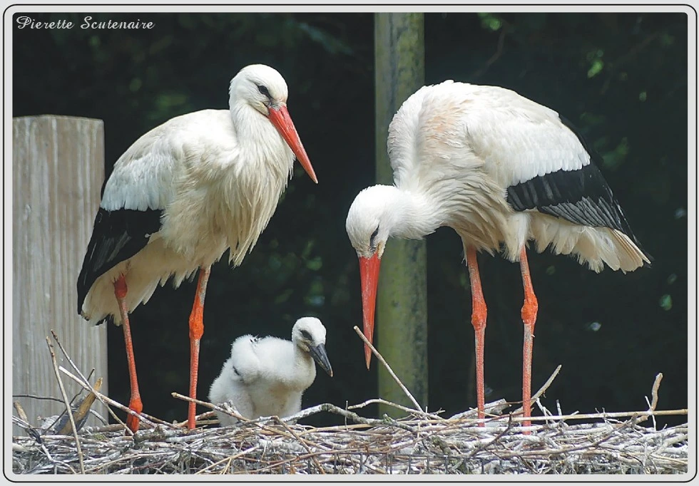 Les animaux du zoo de Maubeuge, Cigogne blanche.