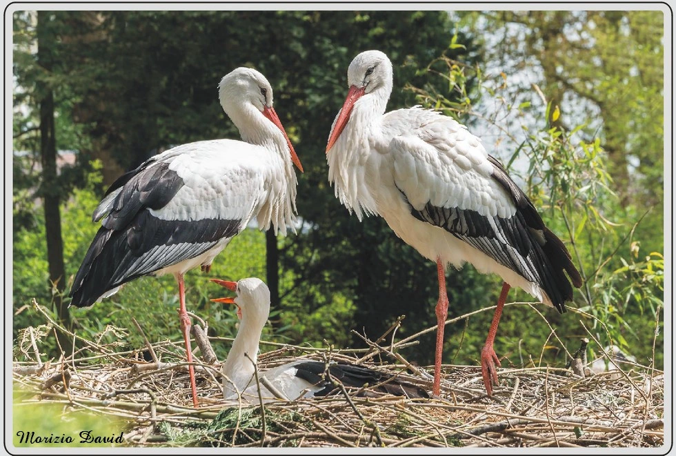 Les animaux du zoo de Maubeuge, Cigogne blanche.