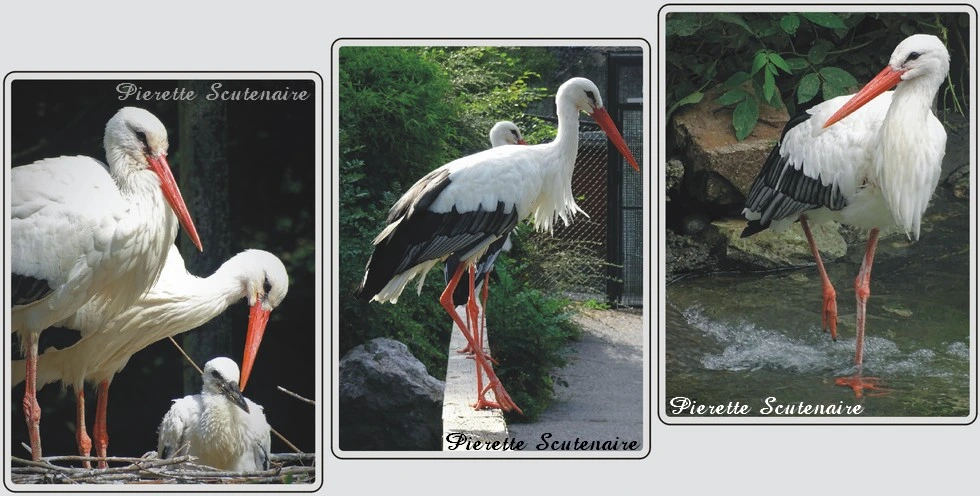 Les animaux du zoo de Maubeuge, Cigogne blanche.