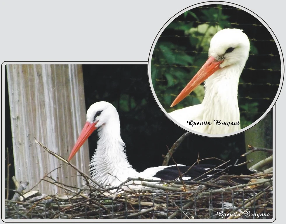 Les animaux du zoo de Maubeuge, Cigogne blanche, grand échassier migrateur.
