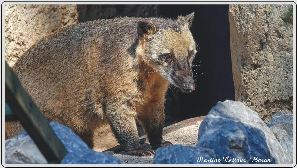 Les animaux du zoo de Maubeuge, Coati.