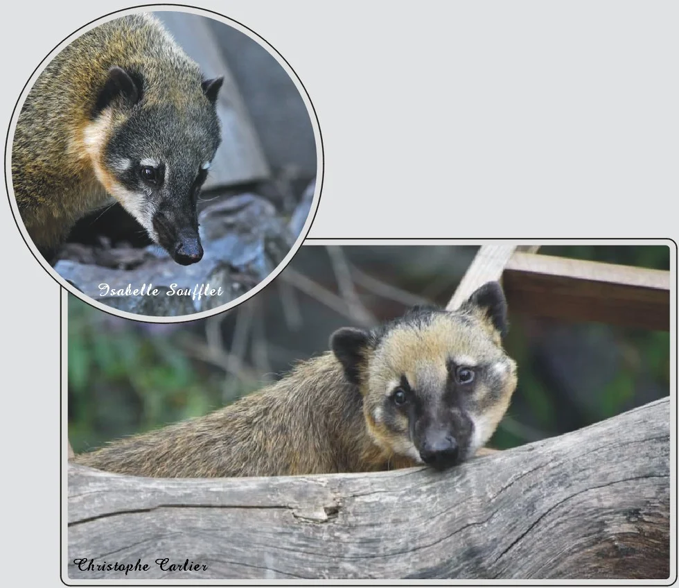 Les animaux du zoo de Maubeuge, Coati, mammifère curieux aux longues moustaches.