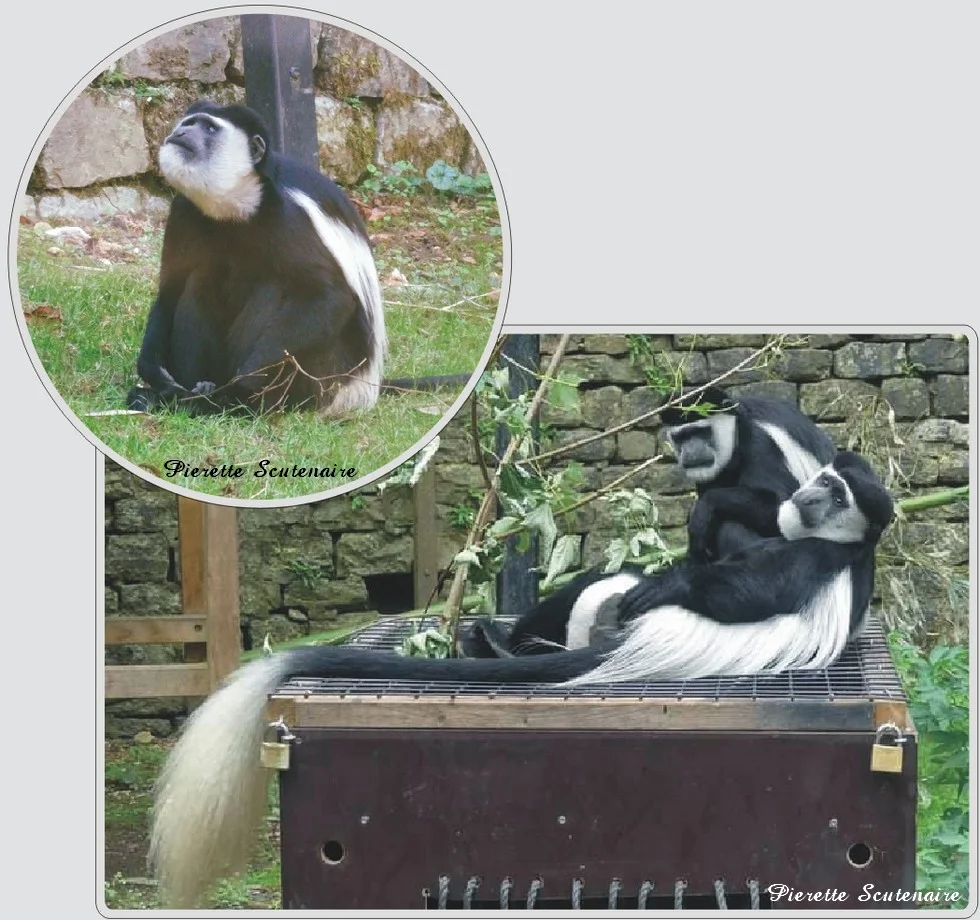 Les animaux du zoo de Maubeuge, Colobe guereza, singe noir et blanc.