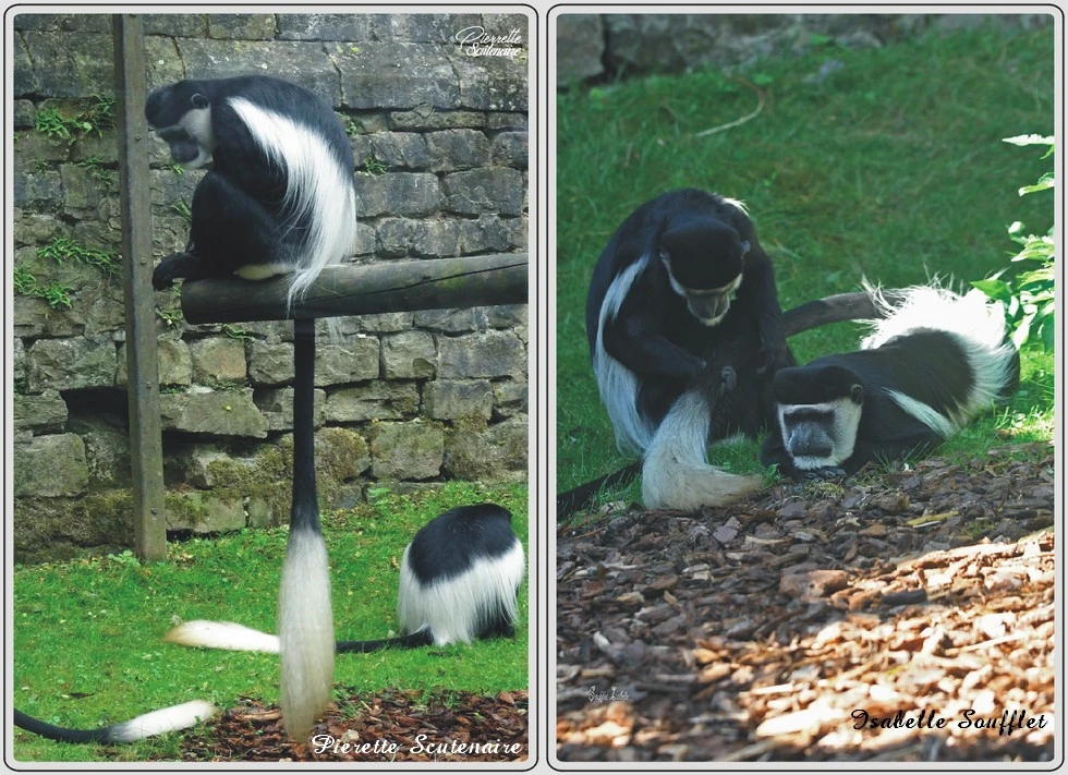 Les animaux du zoo de Maubeuge, Colobe guereza.