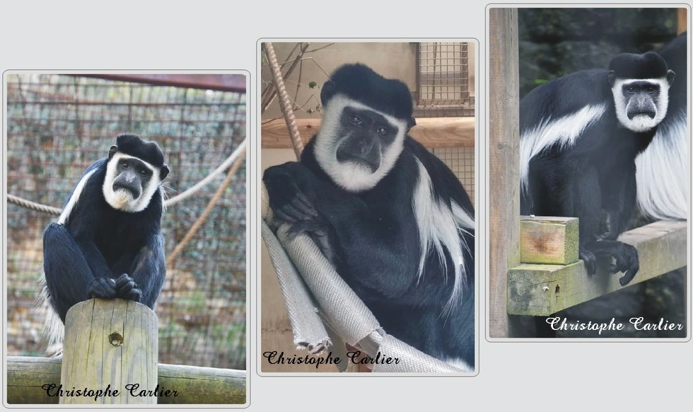 Les animaux du zoo de Maubeuge, Colobe guereza.