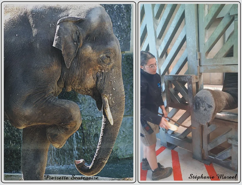 Les animaux du zoo de Maubeuge, Eléphants d'Asie..