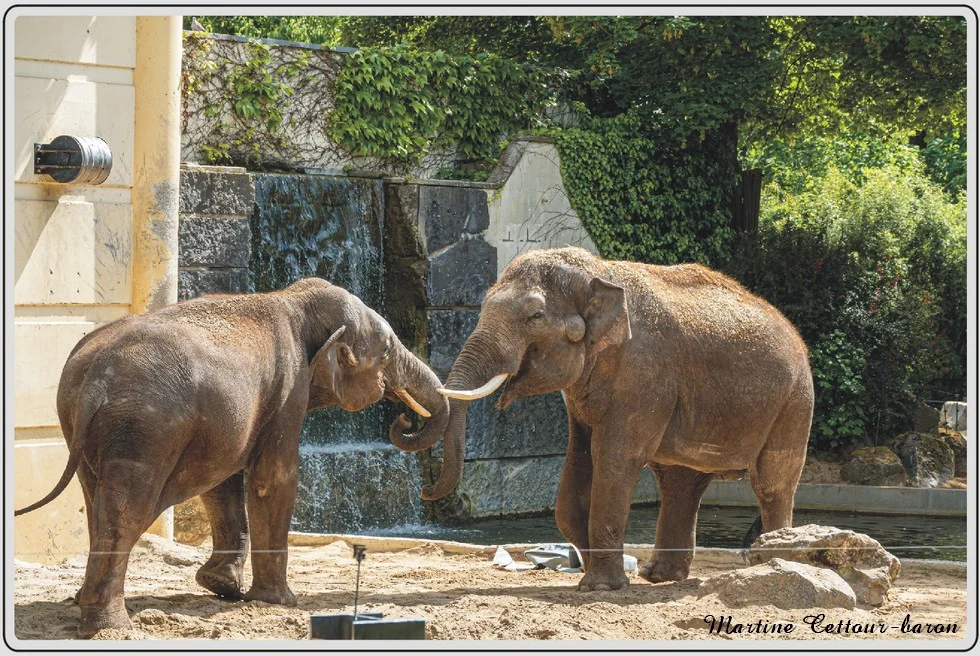 Les animaux du zoo de Maubeuge, Eléphants d'Asie..