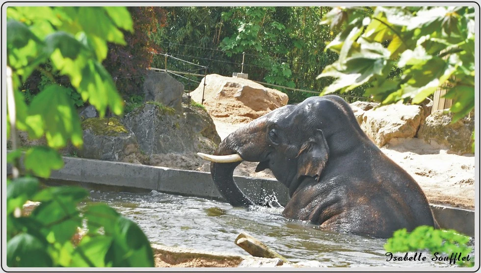 Les animaux du zoo de Maubeuge, l'Éléphant d'Asie, mammifère pachyderme
