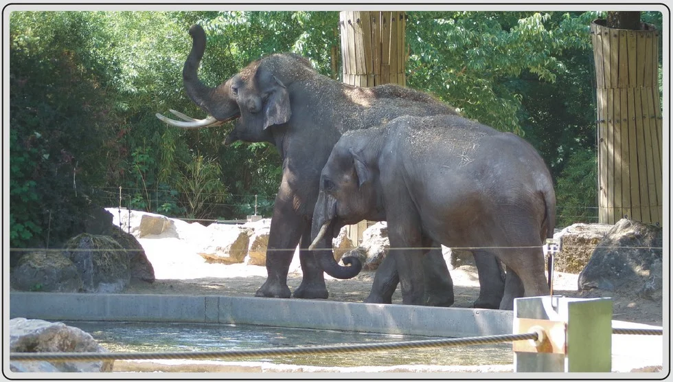 Les animaux du zoo de Maubeuge, Eléphants d'Asie..