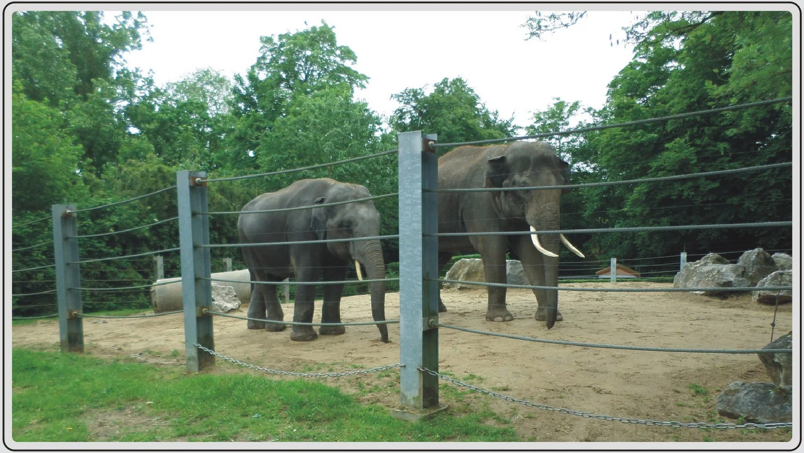 Les animaux du zoo de Maubeuge, Eléphants d'Asie..