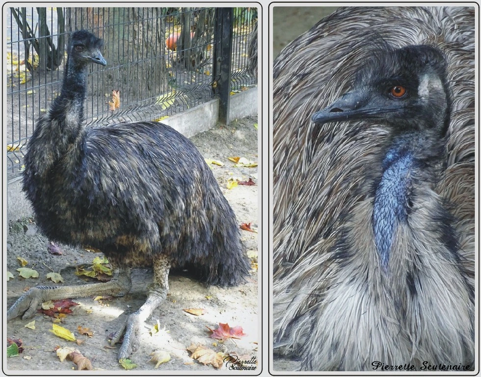 Les animaux du zoo de Maubeuge, Emeu.