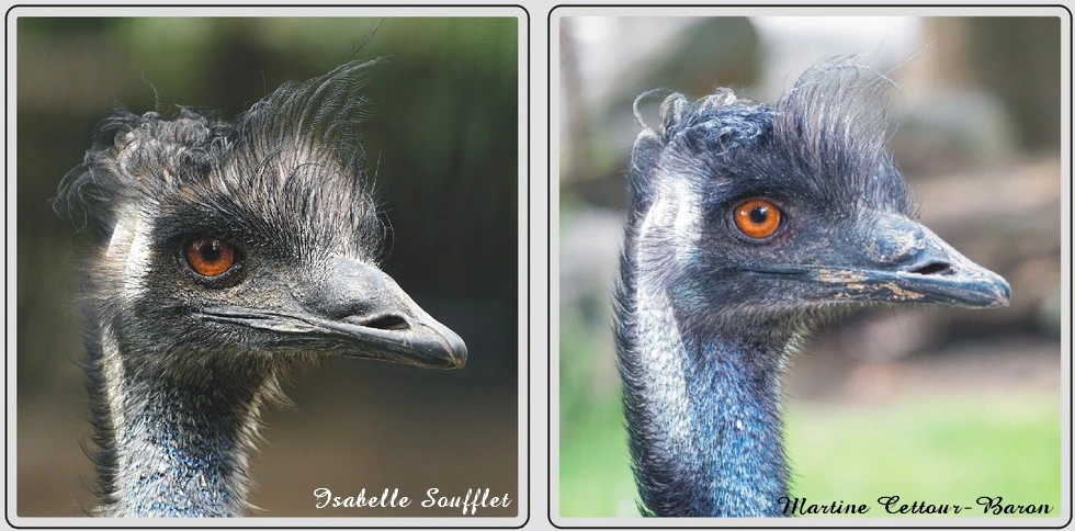 Les animaux du zoo de Maubeuge, Emeu.